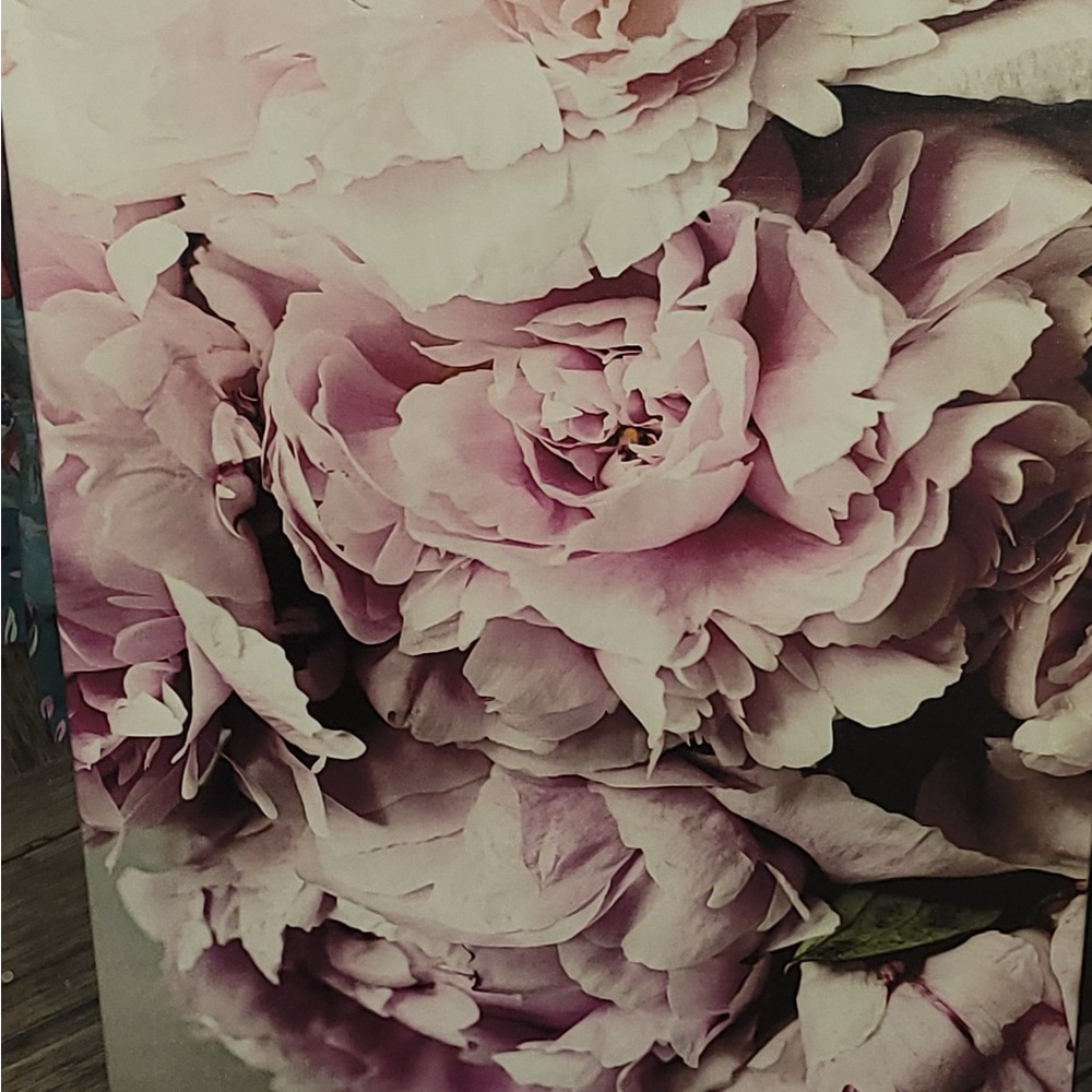 Pink Peonies